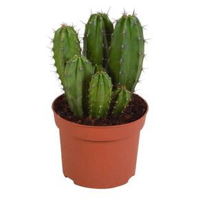 Zuilcactus Polaskia chichipe - Polaskia chichipe - Willemse