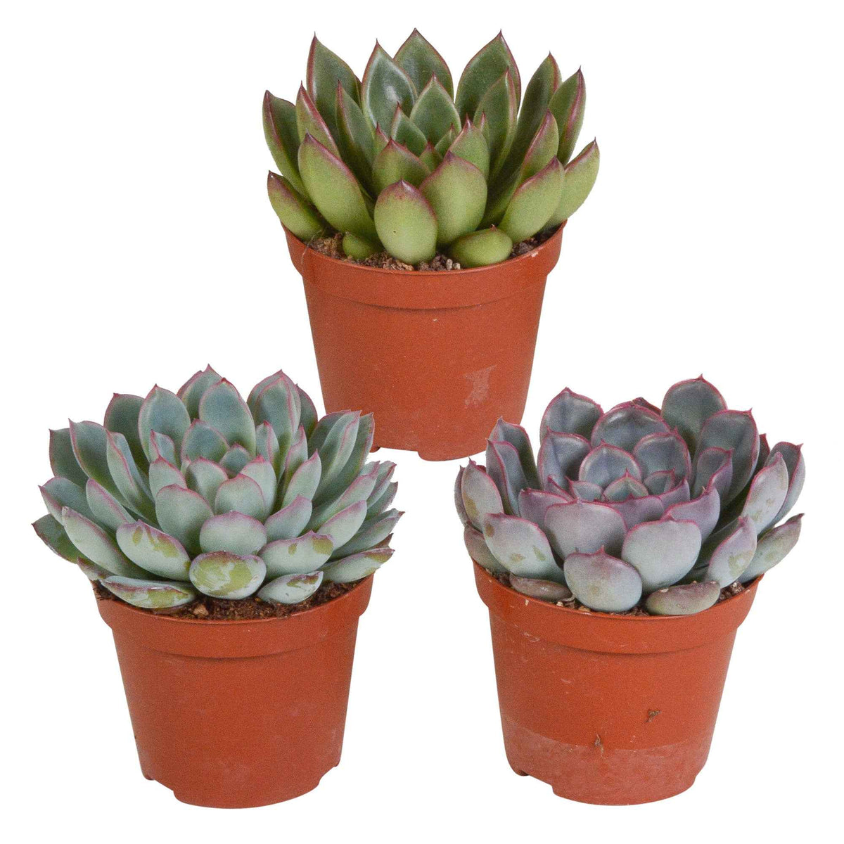 Succulent Echeveria Mix (x3) - Willemse