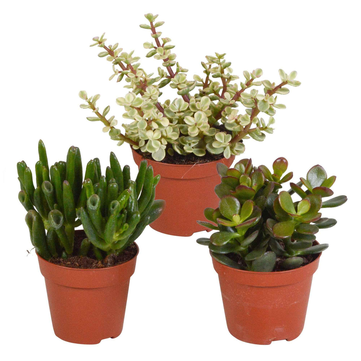 Succulent Crassula Mix (x3) - Willemse