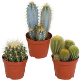 Cactus Mix (x3) -  eriocactus, pilosocereus, echinocactus