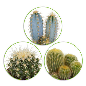 Cactus Mix (x3) -  eriocactus, pilosocereus, echinocactus