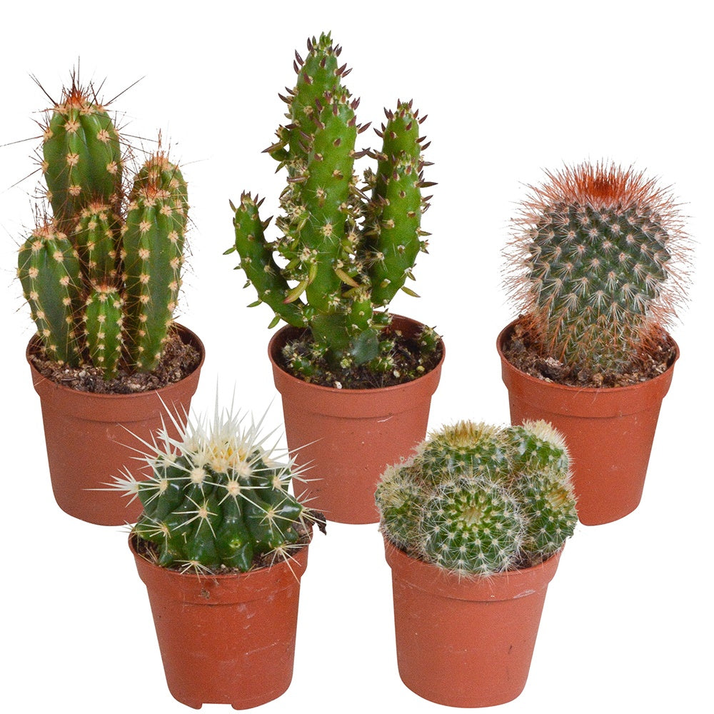 Cactus Mix (x5) -  mamilaria, echinicactus, eriocactus, opuntia & eriocactus
