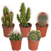 Cactus Mix (x5) -  mamilaria, echinicactus, eriocactus, opuntia & eriocactus