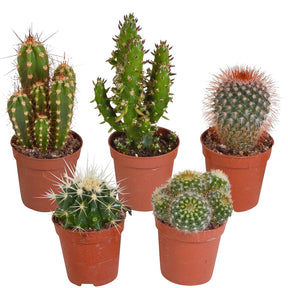 Cactus Mix (x5) -  mamilaria, echinicactus, eriocactus, opuntia & eriocactus