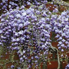 Blauwe regen 'Black Dragon' - Wisteria floribunda 'black dragon' - Willemse
