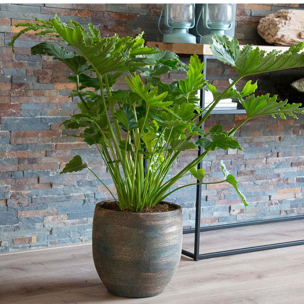 Philodendron 'Shangri La' - Philodendron shangri la