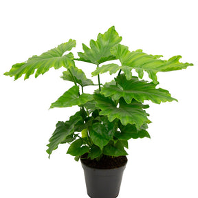 Philodendron 'Shangri La' - Philodendron shangri la