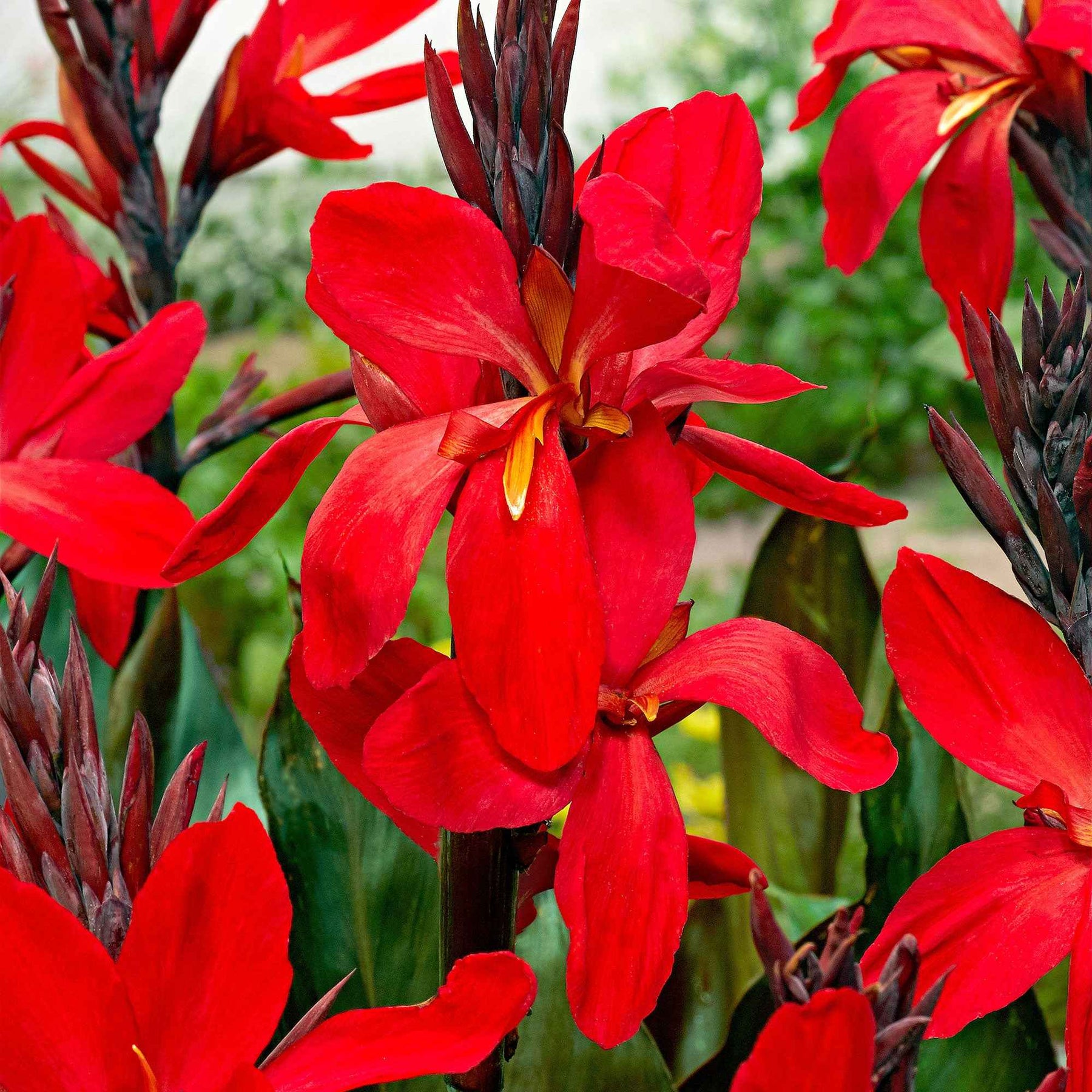 Indisch bloemriet 'Red Futurity' (x2) - Canna 'red futurity' - Willemse