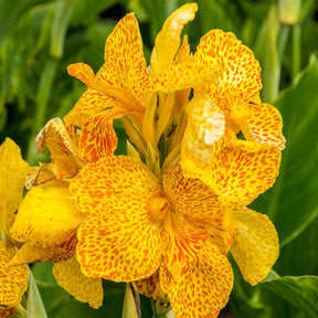 Indisch bloemriet 'Tropical Yellow' (x2) - Canna 'tropical yellow' - Willemse