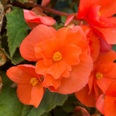 Hangbegonia oranje (x4) - Willemse