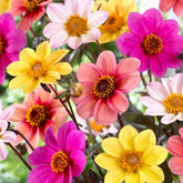 Dahlia - Mix 'Butterfly' (x6) - Willemse