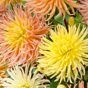 Dahlia - Mix 'Star' (x5) - Willemse