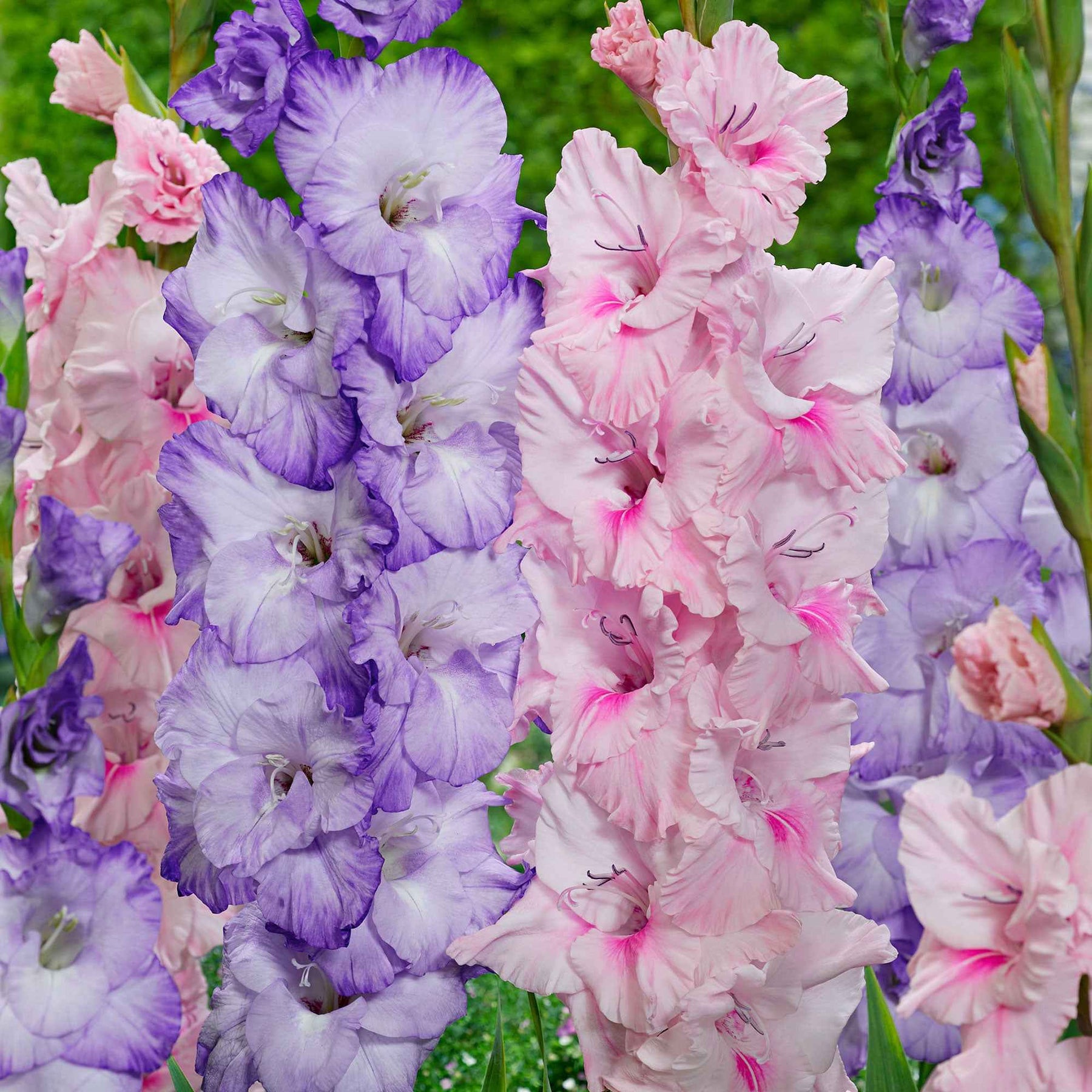 Gladiool 'Sweet Pastel Beauty' (x20) - Willemse