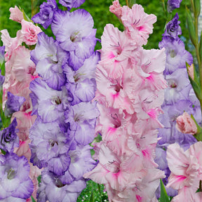 Gladiool 'Sweet Pastel Beauty' (x20) - Willemse