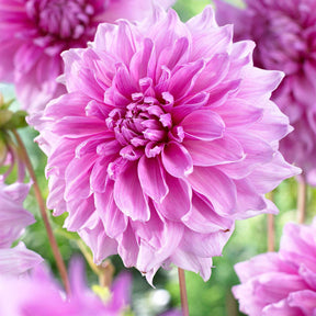 Dahlia 'Lavender Perfection' (x3) - Willemse