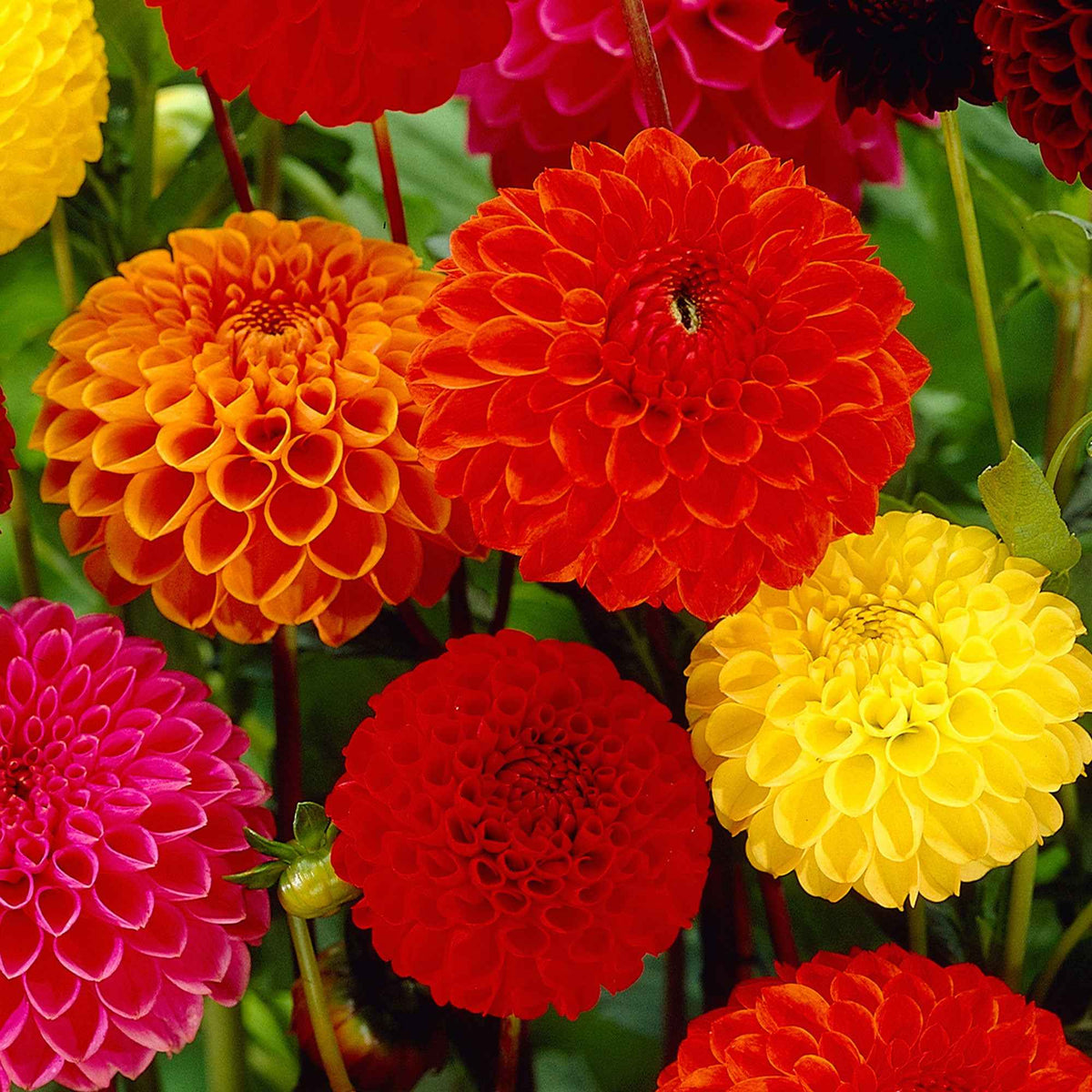 Dahlia - Mix 'Ball' - Bio (x5) - Willemse