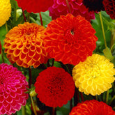 Dahlia - Mix 'Ball' - Bio (x5) - Willemse