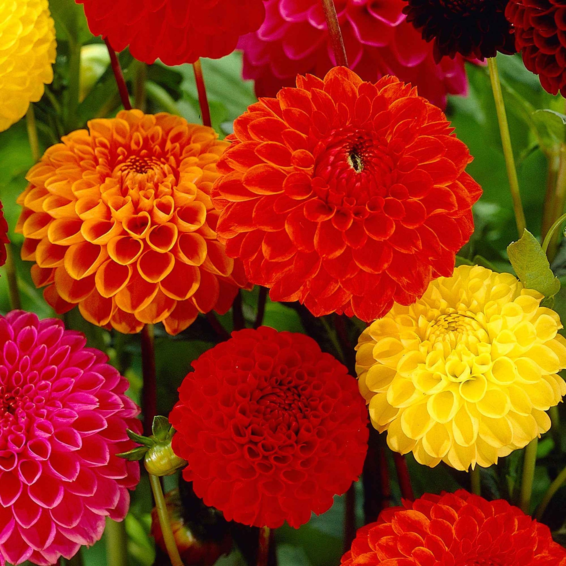 Dahlia - Mix 'Ball' - Bio (x5) - Willemse