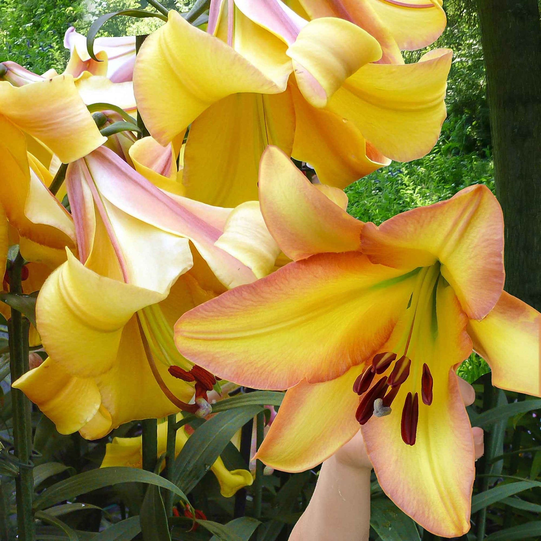 Lelie 'Rising Moon' (x5) - Lilium 'rising moon' - Willemse