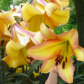 Lelie 'Rising Moon' (x5) - Lilium 'rising moon' - Willemse