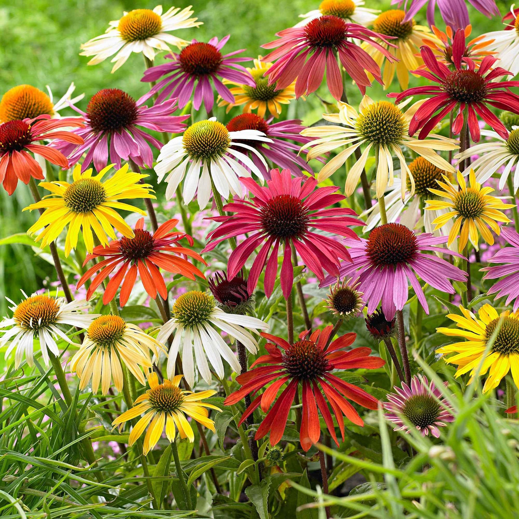 Zonnehoed + Rudbeckia - Mix (x10) - Willemse