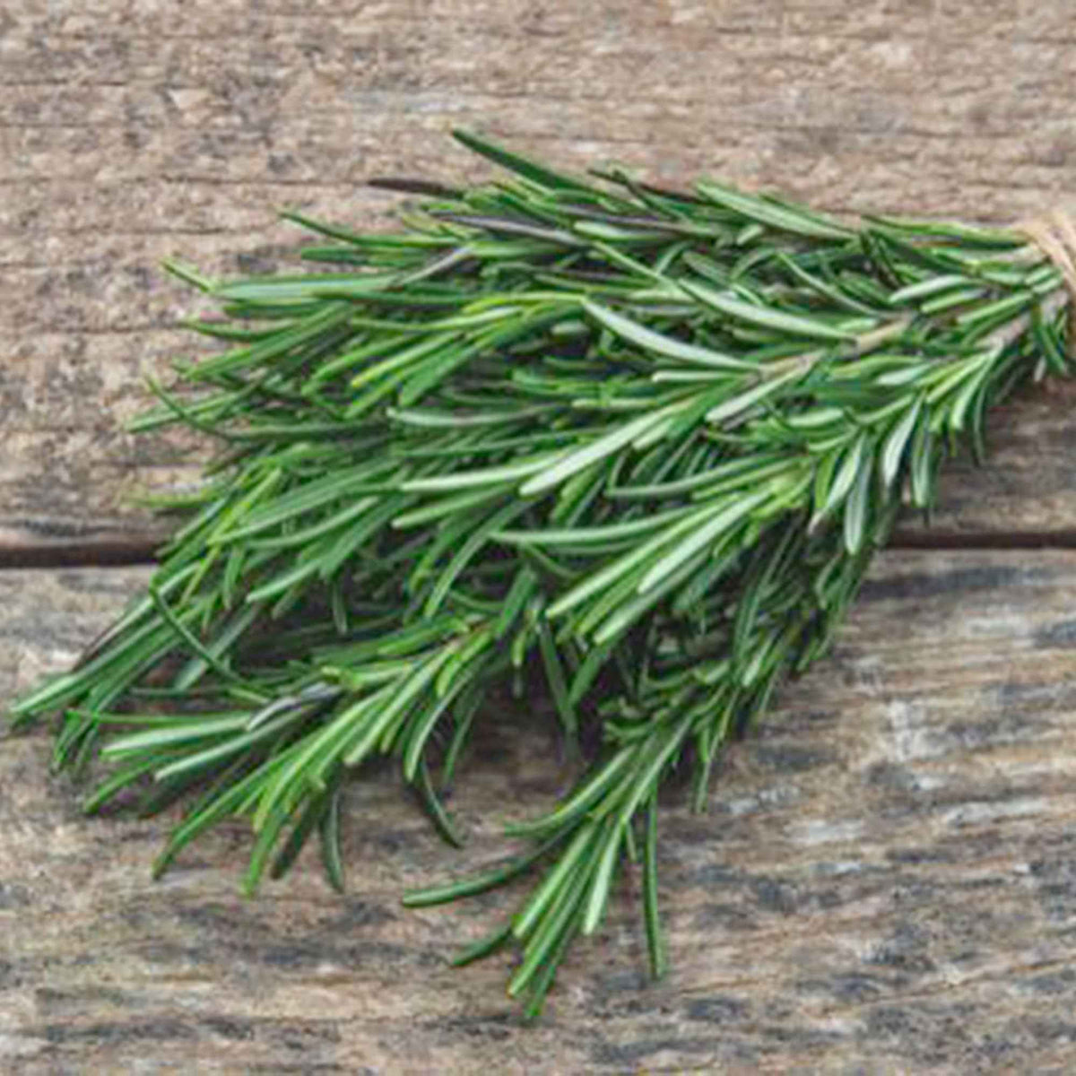 Rozemarijn zakje zaden 0,1 gram - Rosmarinus officinalis - Willemse