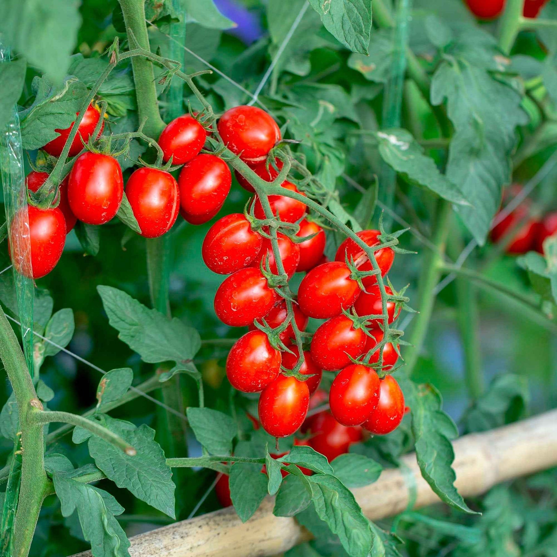 Cherrytomaat 'Koralik' - Willemse