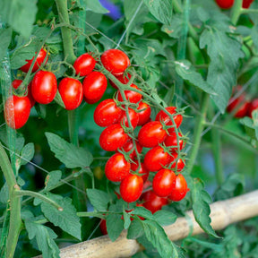 Cherrytomaat 'Koralik' - Willemse