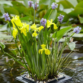  - Drijfring voor vijvermand - Vijverinrichting en onderhoud