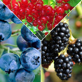 Fruit voor jam - Mix aalbes, blauwe bes, braam (x3) - Willemse