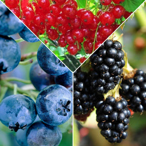 Fruit voor jam - Mix aalbes, blauwe bes, braam (x3) - Willemse