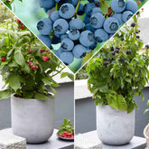 Dwergfruit - Mix braam, framboos, blauwe bes - Willemse