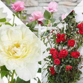 Geurende klimroos - Mix (x3) - Rosa hybride - Willemse