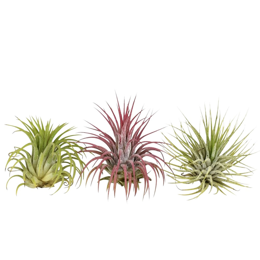 Tillandsia Mix (x3) - Tillandsia - Tillandsia Air Plants