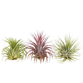Tillandsia Mix (x3) - Tillandsia - Tillandsia Air Plants