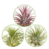 Tillandsia Mix (x3) - Tillandsia