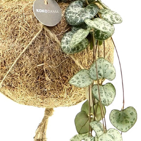 Kokodama Chinees lantaarntje Ceropegia woodii incl. kokopot - Hangplant (x2) - Kokodama Ceropegia
