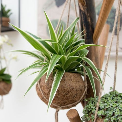 2 x Chlorophythum + Kokodama kokopot - Chlorophythum