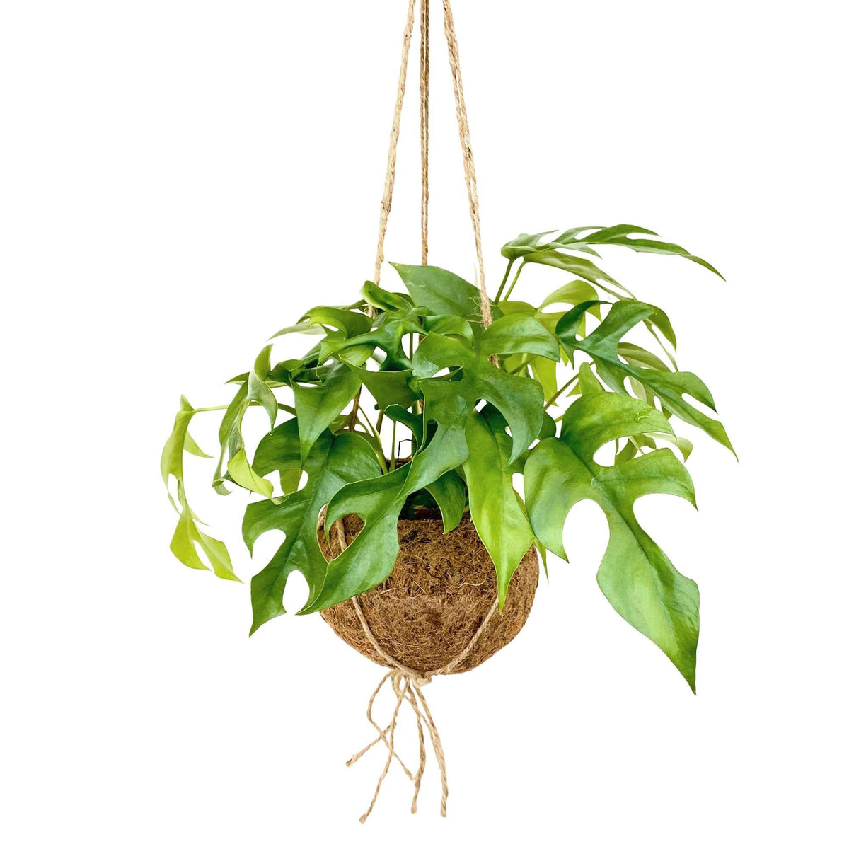 Kokodama Gatenplant Monstera minima incl. kokopot - Willemse