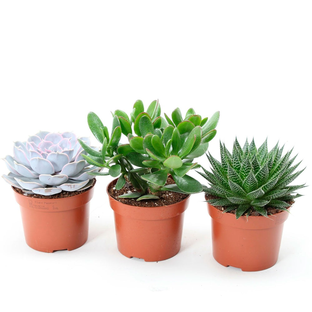 Succulent Mix -  Aloé, Echeveria, Crassula (x3) - Aloe , Echeveria , Crassula - Cactus
