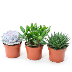 Succulent Mix -  Aloé, Echeveria, Crassula (x3) - Aloe , Echeveria , Crassula - Cactus