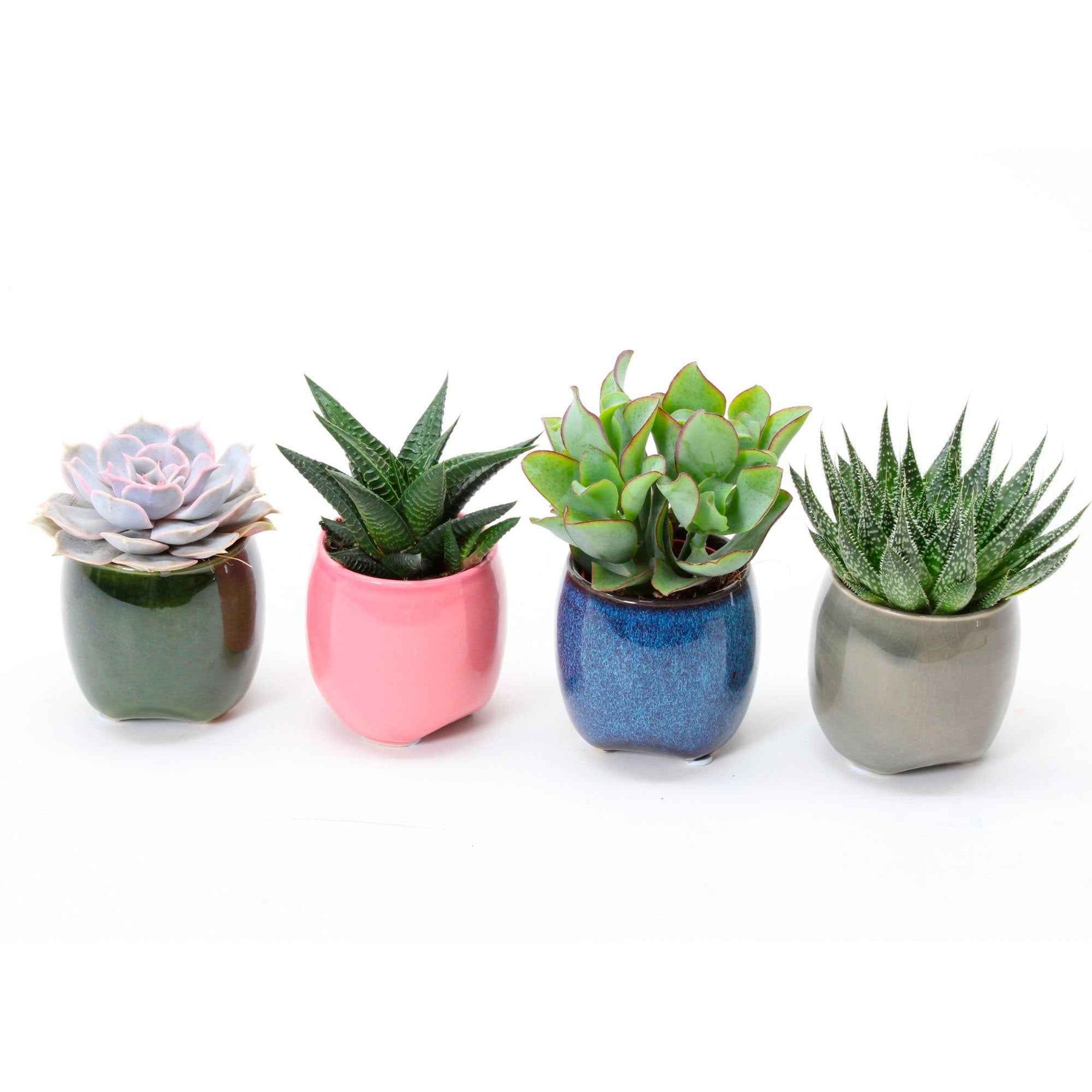 Succulent  Mix (x4) - Echeveria , Crassula , Haworthia , Aloe Aristata - Willemse