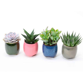 Succulent  Mix (x4) - Echeveria , Crassula , Haworthia , Aloe Aristata - Willemse