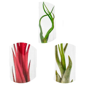 Tillandsia Mix in glazen buisjes - Willemse
