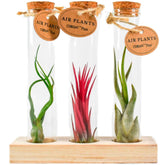 Tillandsia Mix in glazen buisjes - Tillandsia ionantha, tillandsia caput-medusae, tillandsia bulbosa - Willemse
