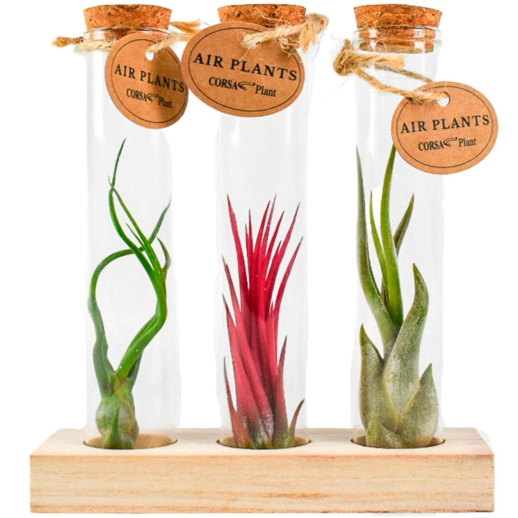 Tillandsia Mix in glazen buisjes - Tillandsia ionantha, tillandsia caput-medusae, tillandsia bulbosa - Willemse