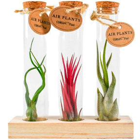 Tillandsia Mix in glazen buisjes - Tillandsia ionantha, tillandsia caput-medusae, tillandsia bulbosa - Willemse