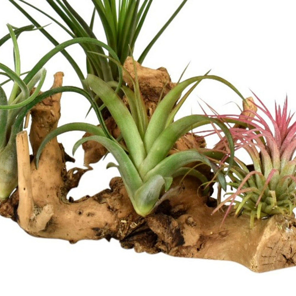 4 Tillandsia's op houtblok - Tillandsia - Tillandsia Air Plants