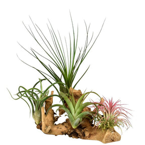 4 Tillandsia's op houtblok - Tillandsia