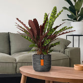 Pauwenplant 'Insigne' - Calathea insignis